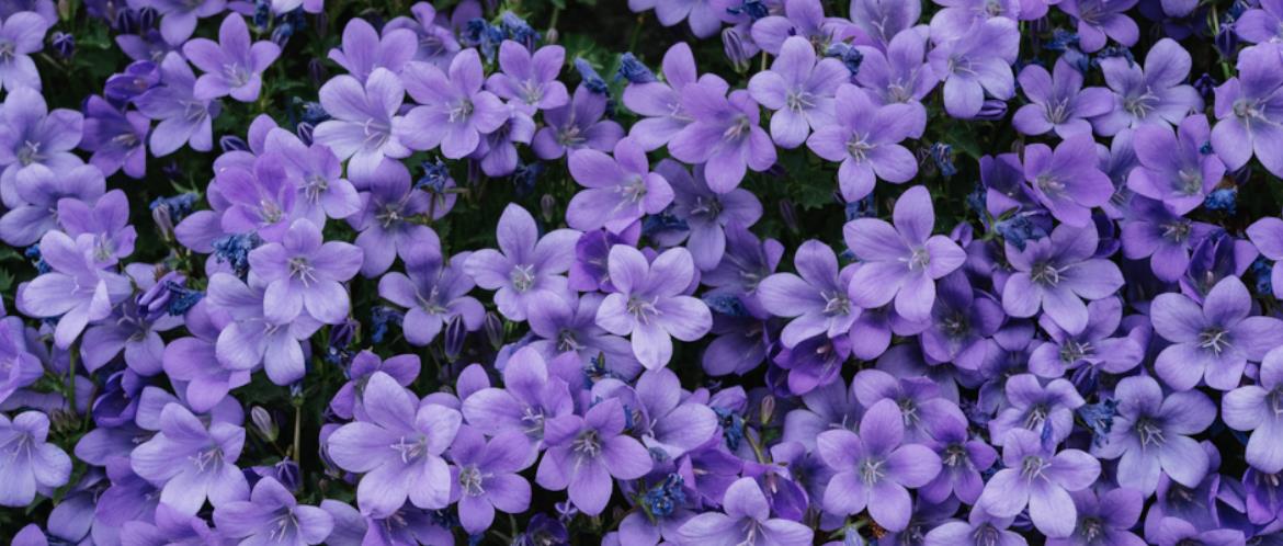 National Garden Gift Card