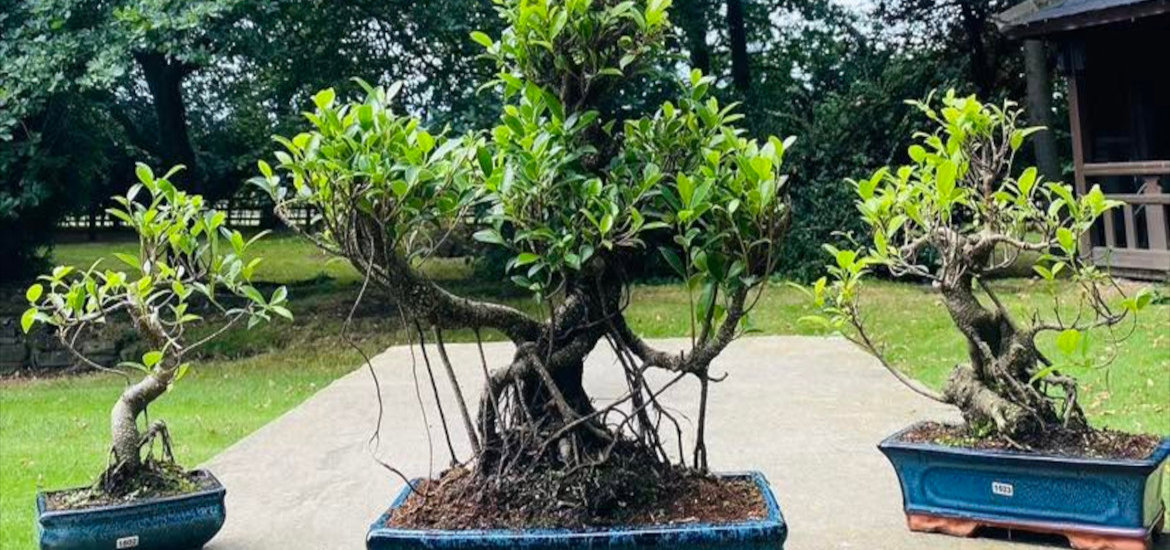 Yorkshire Bonsai